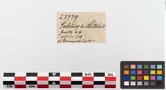Etiketten zu Bronzeknopf (NHMW-PRAE-023779)